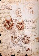 The Fotus in the Uterus LEONARDO da Vinci